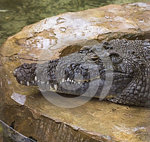 Nile crocodile Crocodylus niloticus is a large crocodilian native to freshwater habitats in Africa.