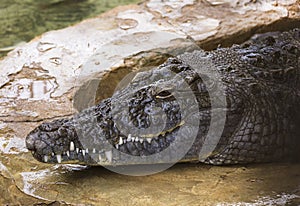 Nile crocodile Crocodylus niloticus is a large crocodilian native to freshwater habitats in Africa.
