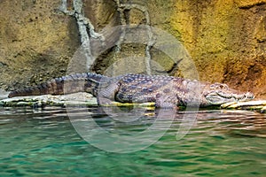 The Nile crocodile - Crocodylus niloticus - is a large crocodilian native to freshwater habitats in Africa