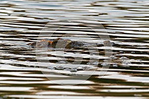 Nile Crocodile - Crocodylus niloticus large crocodilian native to freshwater habitats in Africa, laying in the river with only