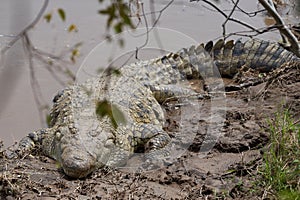 Nile crocodile Crocodylus niloticus large crocodilian at river Serengeti