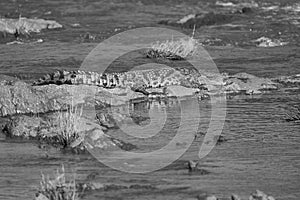 Nile crocodile Crocodylus niloticus large crocodilian at river Serengeti