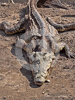 Nile Crocodile, Crocodylus niloticus, lies at Awash Falls, Ethiopia