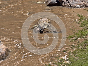 Nile Crocodile, Crocodylus niloticus, lies at Awash Falls, Ethiopia