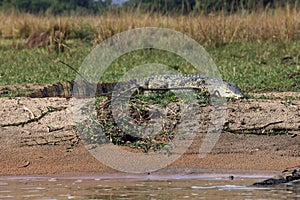 The Nile crocodile Crocodylus niloticus lying on the shore of a large African river. A large crocodile on an elevated sandy