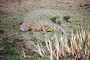 The Nile crocodile Crocodylus niloticus lying on shore of the river