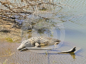 Nile crocodile Crocodylus niloticus, Mapungubwe National Park,