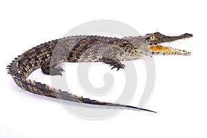 Nile crocodile,Crocodylus niloticus