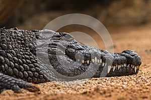 The Nile crocodile Crocodylus niloticus ,Nile crocodile portrait