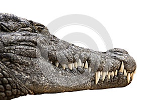 The Nile crocodile Crocodylus niloticus ,Nile crocodile portrait