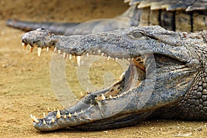 The Nile crocodile Crocodylus niloticus ,Nile crocodile portrait. Portrait with open jaw.Huge open jaws with lots of teeth