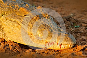 Nile crocodile, Crocodylus niloticus, with open muzzle, in the river bank, Okavango delta, Moremi, Botswana. Wildlife scene from