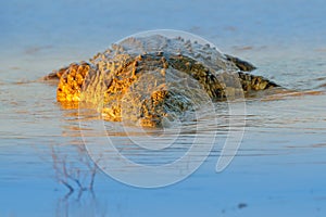 Nile crocodile, Crocodylus niloticus, with open muzzle, in the river bank, Okavango delta, Moremi, Botswana. Wildlife scene from photo