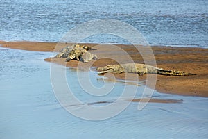 Nile crocodile Crocodylus niloticus, pair of a great Nile crocodile in the sand on the river bank. Two large crocodiles on a