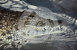 Nile Crocodile Crocodylus niloticus resting