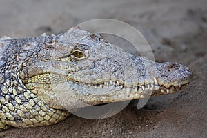 Nile crocodile Crocodylus niloticus resting on sand, near water.