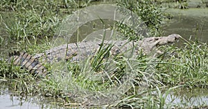 Nile Crocodile Crocodylus niloticus Resting in Shallow Water i