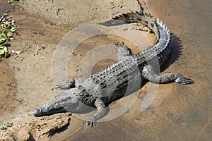 Nile crocodile Crocodylus niloticus on a sand river bank