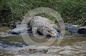 Nile Crocodile, crocodylus niloticus, standing near River, Masai Mara Park in Kenya