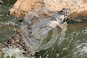 Nile crocodile Crocodylus niloticus struggling with a piece of meat in water, guzzling in motion pieces of meat.Crocodile feeds