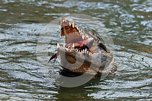 The Nile crocodile Crocodylus niloticus swallowing a fish above the water. A large African crocodile with prey in its open jaws