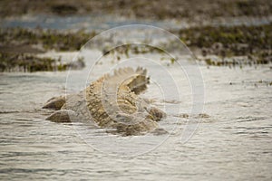 Nile Crocodile (Crocodylus niloticus) swimming