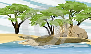 Nile crocodile Crocodylus niloticus swims in the lake near the stones and trees of African acacia