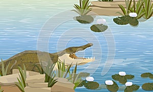 Nile crocodile Crocodylus niloticus swims in the river with rocks, grass and white lily flowers. Wild reptiles of Africa