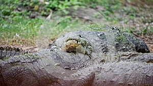 Nile crocodile (Crocodylus niloticus) taking rest on the ground