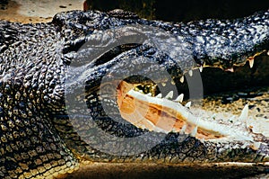 Nile crocodile Crocodylus niloticus in the water, close-up detail of the crocodile head with open mouth and mouth. Crocodile head