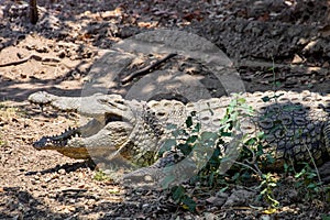 Nile crocodile, Crocodylus niloticus, Zimbabwe
