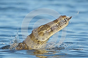 Nile Crocodile eating a fish
