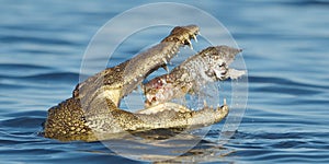 Nile Crocodile eating a fish photo