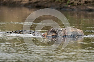 Nile crocodile eats dead wildebeest in river