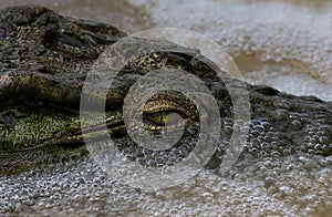 Nile crocodile emerges from under the churning water