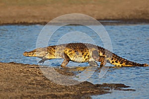 Nile crocodile emerging from water