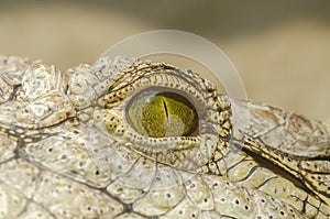 Nile Crocodile Eye