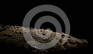 Nile crocodile isolated on black