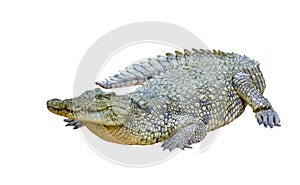 Nile crocodile isolated (Crocodylus niloticus)