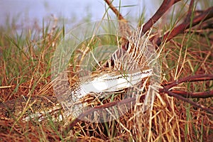 Nile crocodile, Lake Nakuru National Park, Kenya