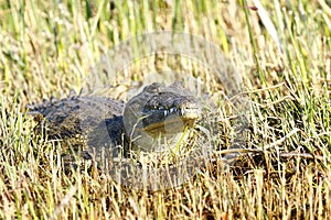 Nile Crocodile on land