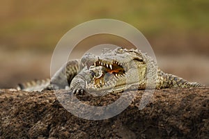 Nile Crocodile laying on the river bed