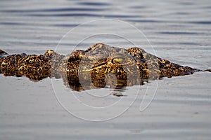 Nile crocodile lurking, Botswana