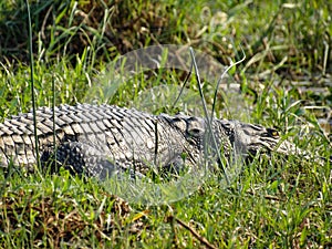 Nile Crocodile lying along the river bank in Lower zambezi