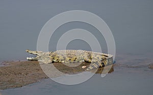 Nile Crocodile lying along the river bank on the luangwa river zambia