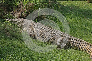 NILE CROCODILE LYING IN THE SUN ON GRASS