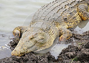 Nile Crocodile, Mikumi National Park, Tanzania