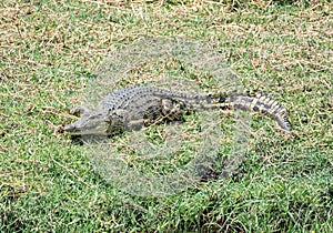 Nile Crocodile