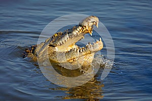 Nile crocodile with open jaws photo