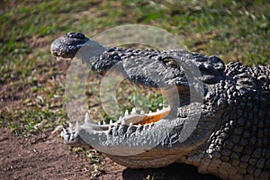 Nile crocodile with open mouth and closed eyes. South Africa